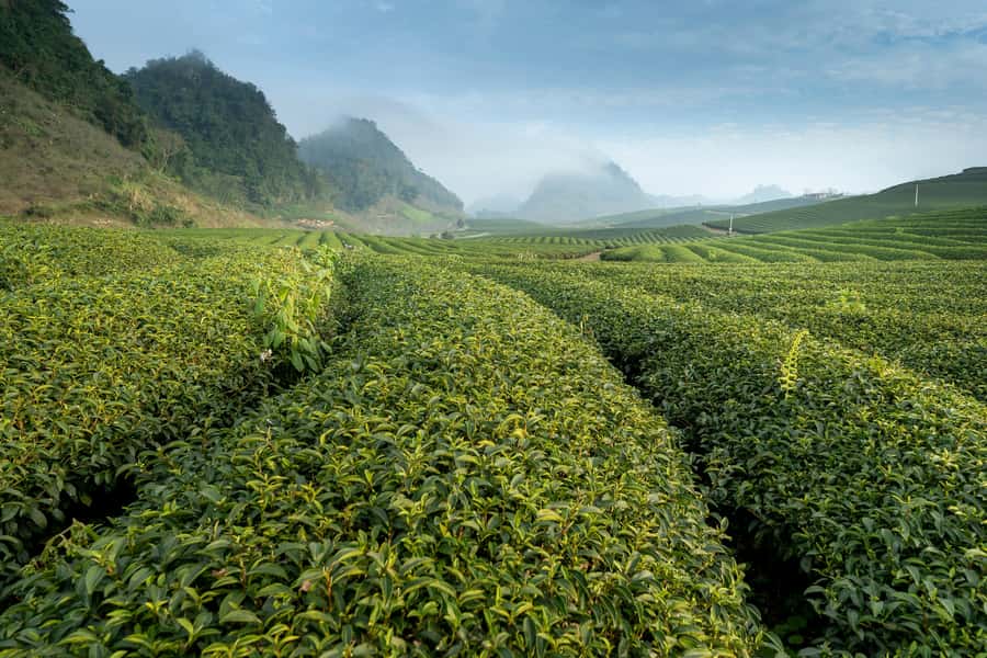 Mauritius: South Coast Tour with Tea Factory & Gris Gris - Macondé Viewpoint and Its Stone Steps