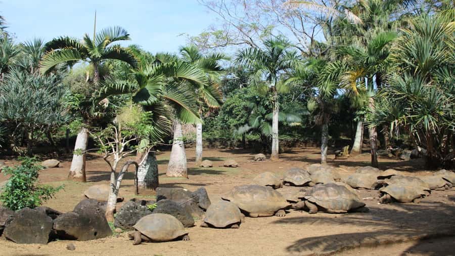 Mauritius: Southern Tour w/La Vanille & Le Morne Beach - La Vanille Nature Park and its giant tortoises