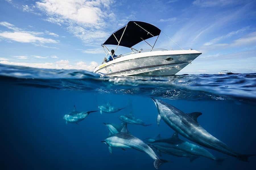 Mauritius: Swim with Dolphins Full-Day with Lunch/Drinks - Starting at La Preneuse before the water gets busy