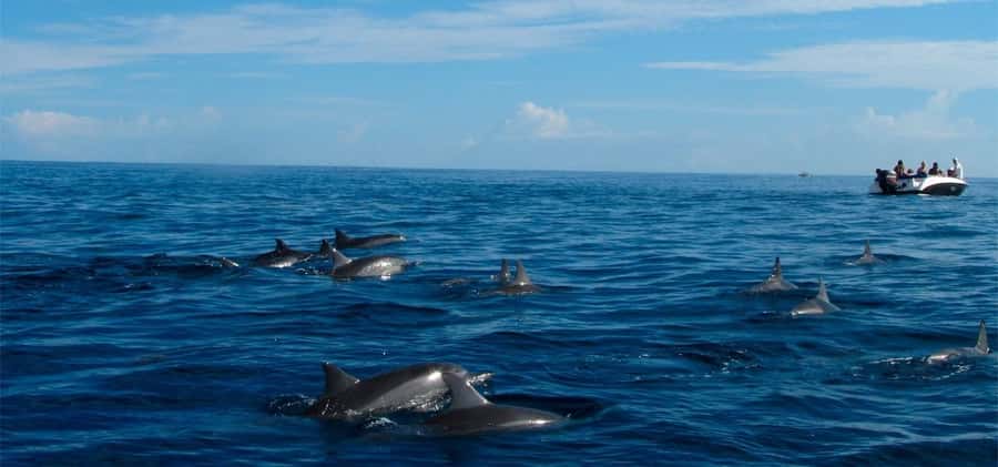 Mauritius: Swim with Dolphins Full-Day with Lunch/Drinks - Snorkeling at The Aquarium around 9:30 a.m.
