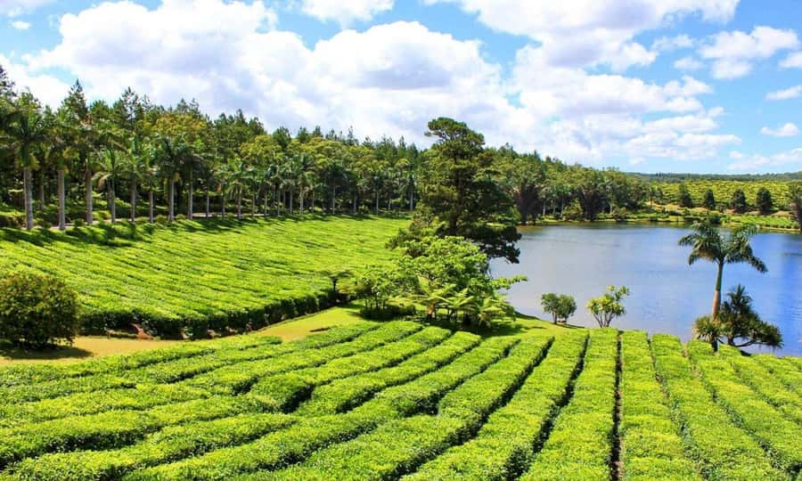 Mauritius: Tea and Sugar Plantation Guided Tour with Lunch - Why this plantation day is worth your time