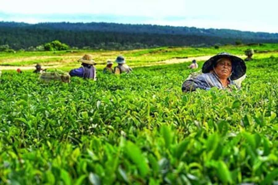 Mauritius: Tea and Sugar Plantation Guided Tour with Lunch - Bois Chéri, where tea becomes the main event