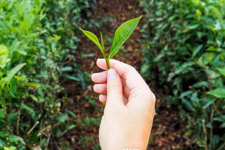 Mauritius: Tea and Sugar Plantation Guided Tour with Lunch - Should you book the Mauritius tea and sugar plantation tour?