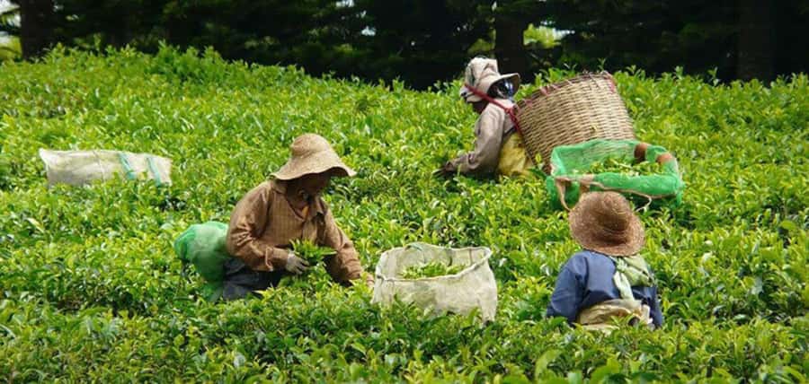Mauritius: Tea, Rum and Vanilla Route with Lunch and Pickup - How the guiding shapes the day