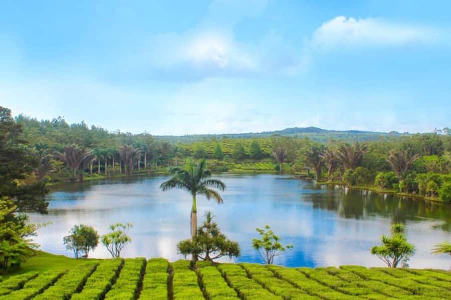Mauritius: Tea, Rum and Vanilla Route with Lunch and Pickup - Why this route tells Mauritius through food