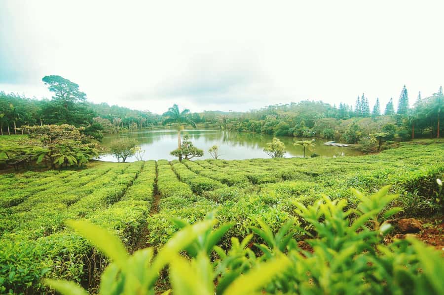Mauritius: Tea, Rum and Vanilla Route with Lunch and Pickup - Bois Chéri, the tea heart of the day