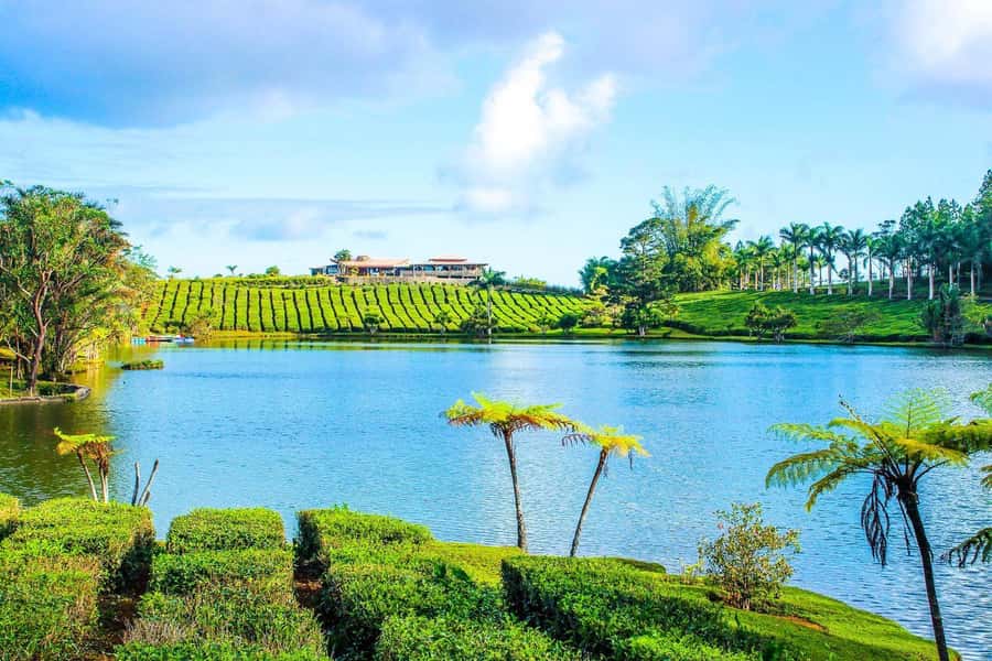 Mauritius: Tea, Rum and Vanilla Route with Lunch and Pickup - What lunch adds to the experience