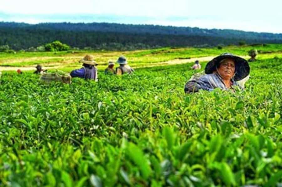 Mauritius: Tea, Rum and Vanilla Route with Lunch and Pickup - The rum house and final tasting