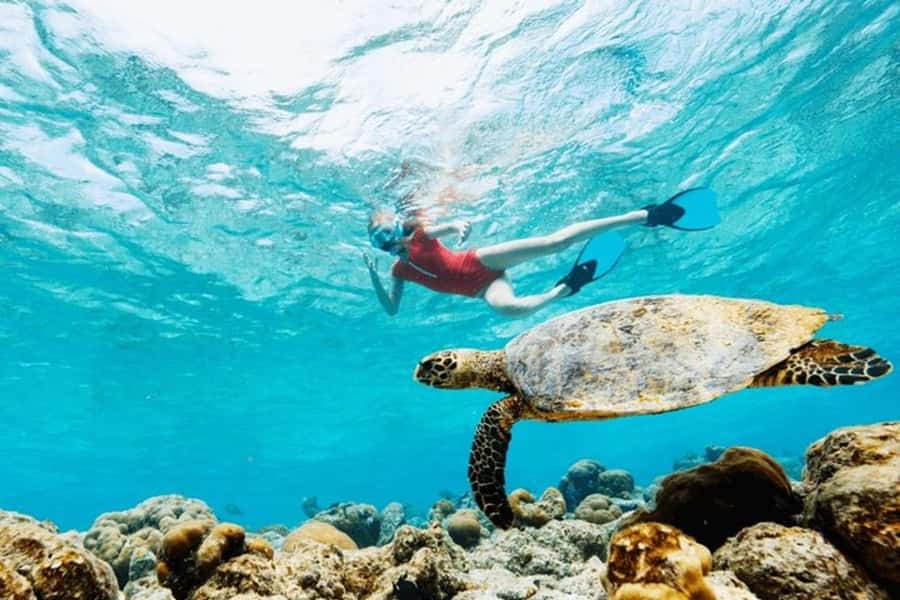 Mauritius: Turtle Swim and North Discovery Tour with Pickup - A turtle swim with a northern Mauritius tour attached