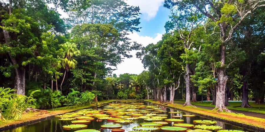 Mauritius: Turtle Swim and North Discovery Tour with Pickup - Trou aux Biches and the turtle swim