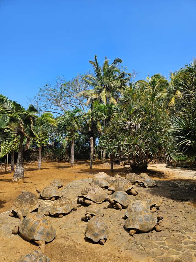 Mauritius: Vanilla Park & Beaches Tour with Extra Option - Le Morne Brabant and the final beach views