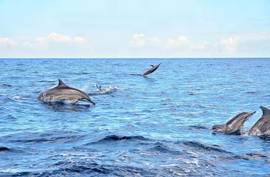 Mauritius: Wild Dolphin Encounter with Hotel Transfers - Setting Out Before Breakfast