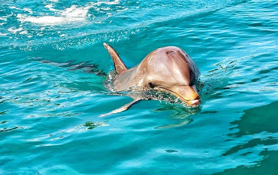 Mauritius: Wild Dolphin Encounter with Hotel Transfers - Reaching the Open Sea Near Le Morne