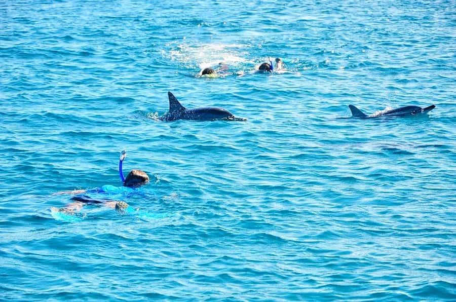 Mauritius: Wild Dolphin Encounter with Hotel Transfers - The Crowding Question