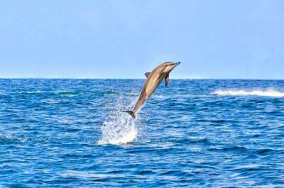 Wild Dolphin Encounter with Hotel Transfers
