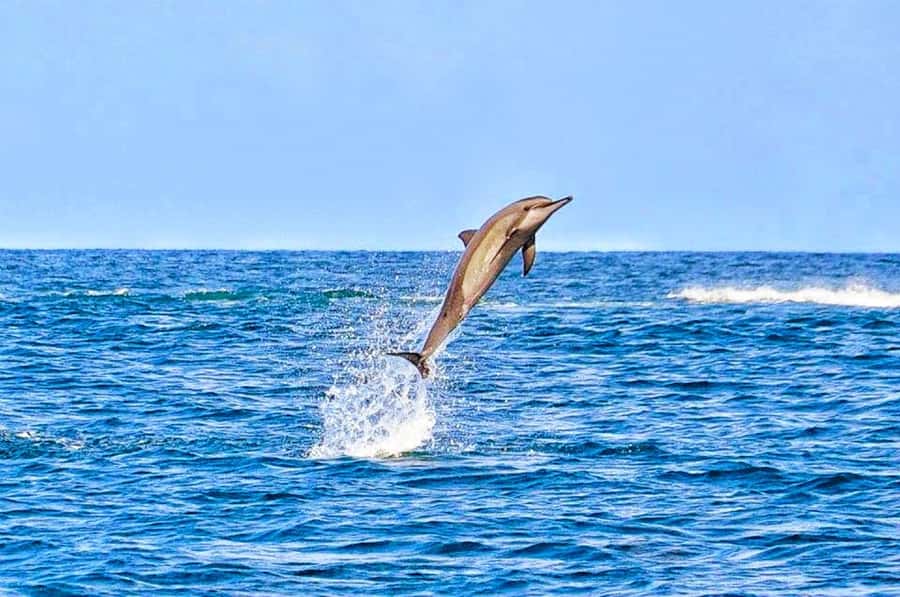 Mauritius: Wild Dolphin Encounter with Hotel Transfers - Swimming With Wild Dolphins