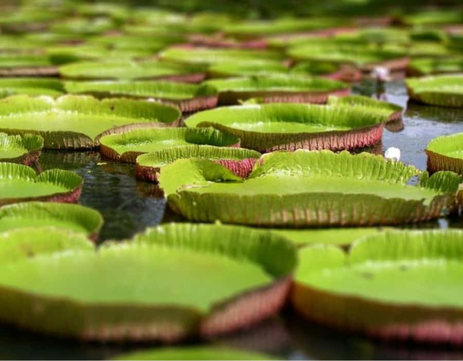 North Day Tour, Botanical Garden, Sugar Museum, Rum Tasting - Key points to know before booking