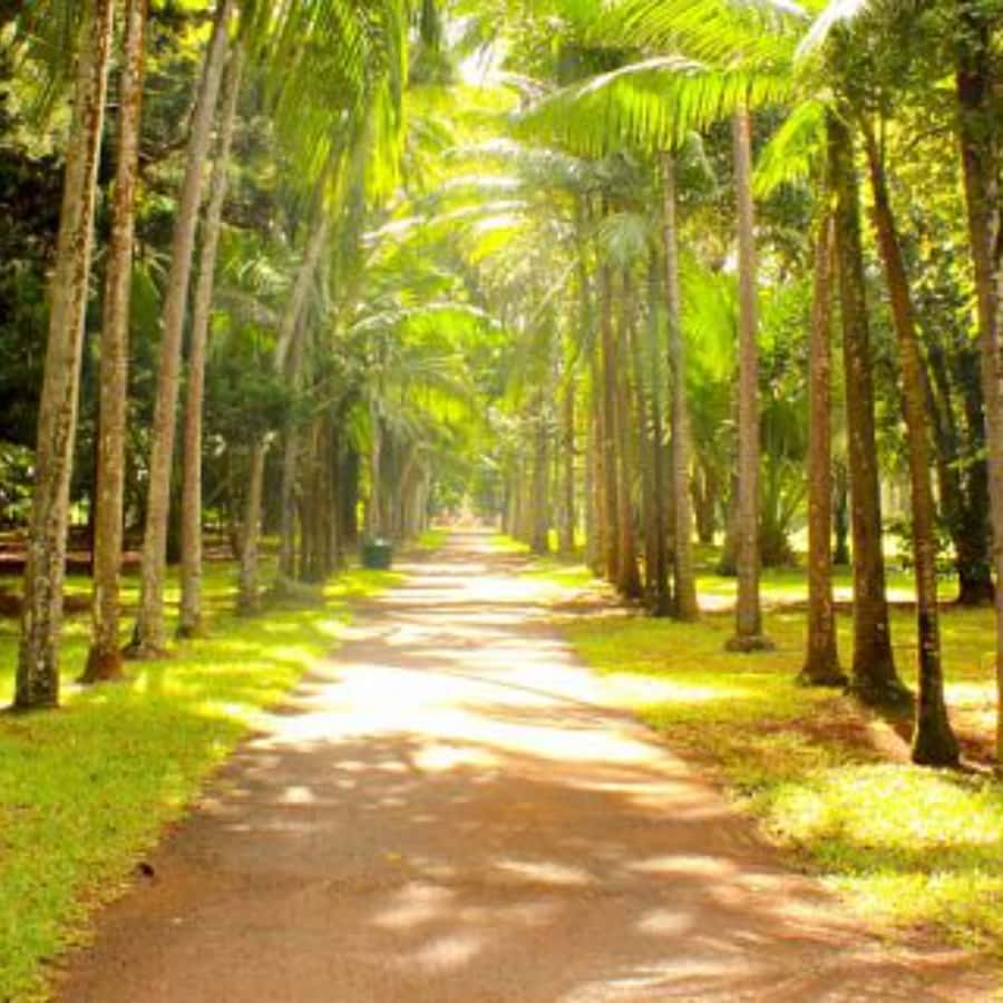 North Day Tour, Botanical Garden, Sugar Museum, Rum Tasting - Cap Malheureux and the red church beachfront