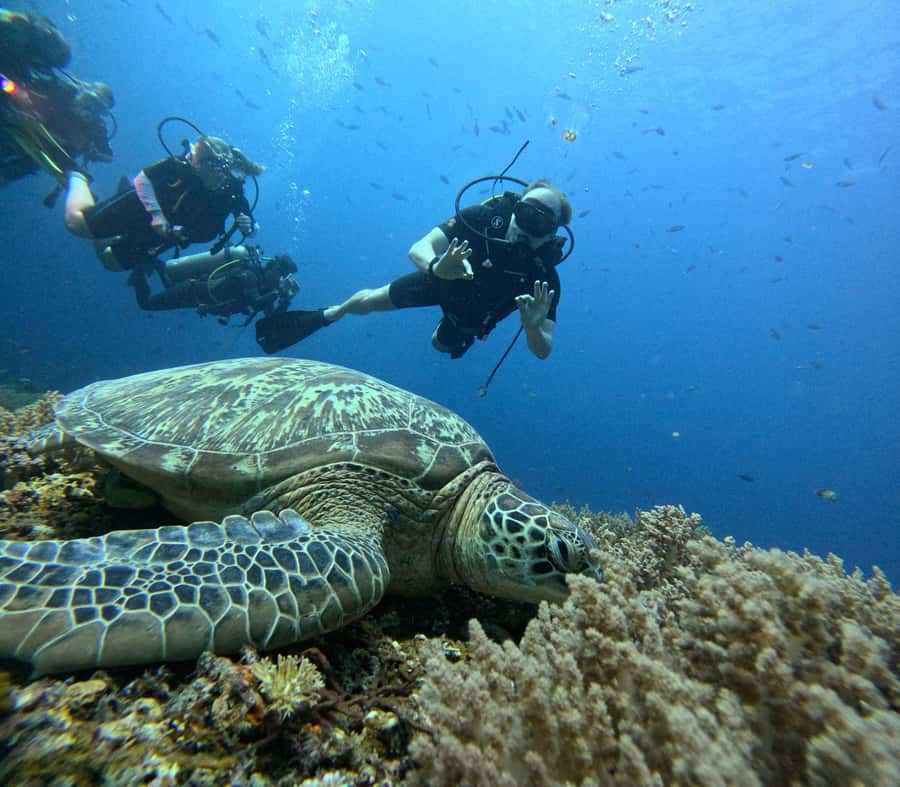North of Mauritius: Scuba Diving Tour - Why the five-person limit matters underwater
