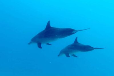 North of Mauritius: Scuba Diving Tour