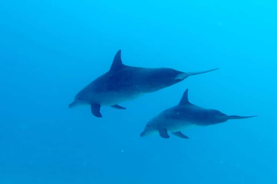 North of Mauritius: Scuba Diving Tour - Trou aux Biches, Pereybere, and the northern reef route