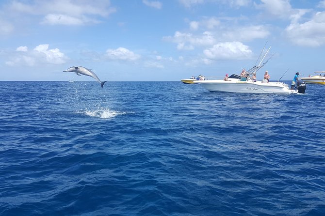 Ocean Swim with Dolphins - What the $80.83 price includes