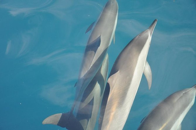 Ocean Swim with Dolphins - Snorkeling at the Aquarium coral barrier
