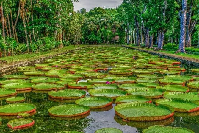 Port Louis and Pamplemousses Garden - A full day trip - What makes this northern Mauritius day worthwhile
