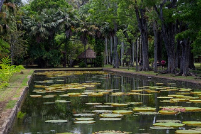 Port Louis and Pamplemousses Garden - A full day trip - Caudan Waterfront changes the pace
