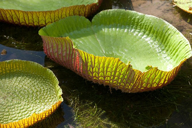 Port Louis and Pamplemousses Garden - A full day trip - L’Aventure du Sucre explains the island’s sugar economy