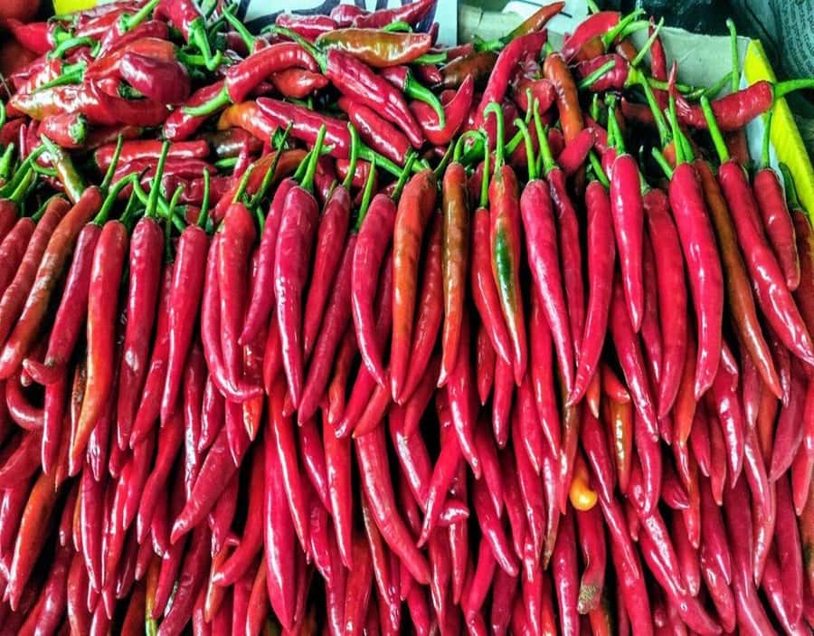 Port Louis: Northern Treasures Private Tour - Pamplemousses Garden, the day’s main event