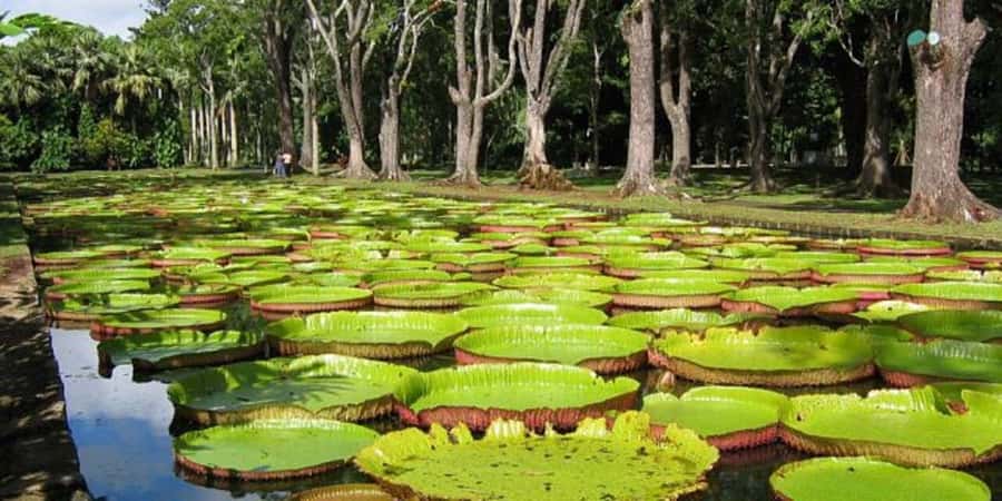 Port Louis: Private Guided Sightseeing Tour - Starting above the capital at Fort Adelaide