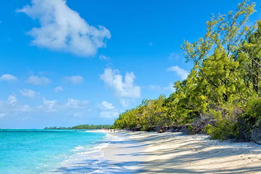 Private Catamaran Charter to Ile aux Cerfs - Looking for dolphins along the route