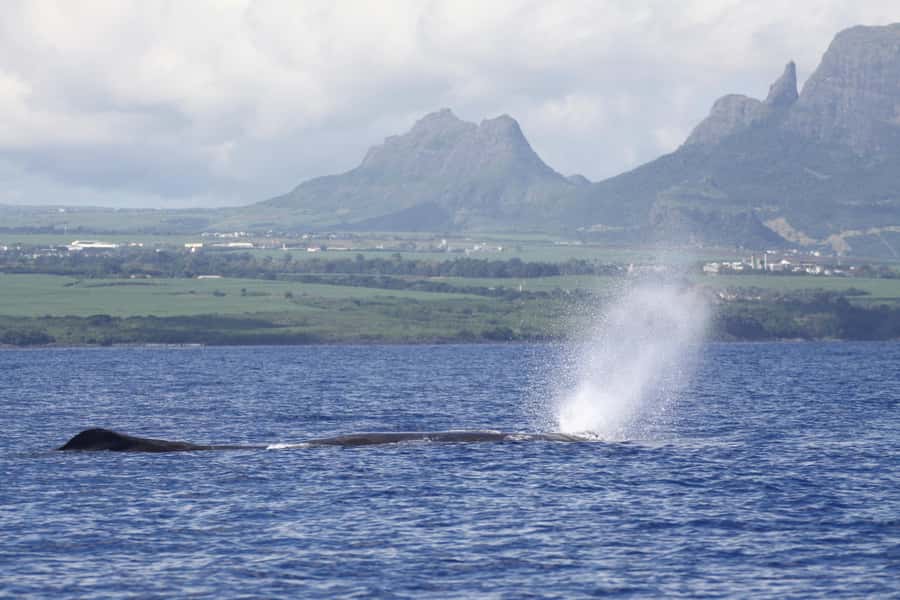Private Dolphin Encounter and Whale Watching - Meeting dolphins in their natural setting