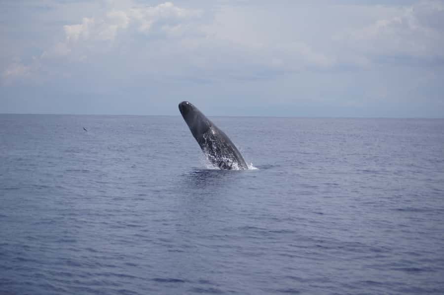 Private Dolphin Encounter and Whale Watching - Cancellation and booking flexibility