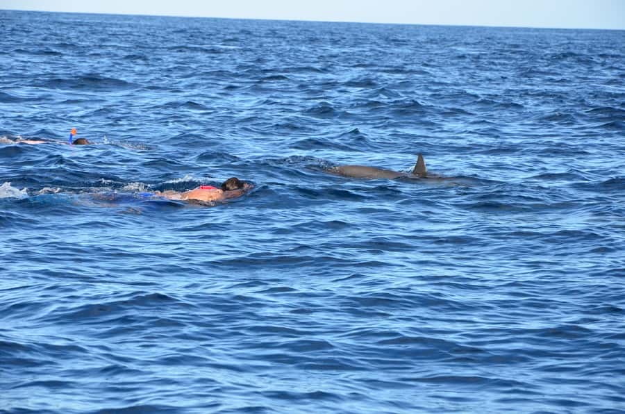 Private Dolphin Snorkeling Tour. Equipment available Free. - What the guides add to the day