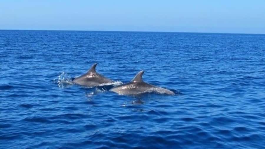 Private Dolphin Swim/Snorkeling & Lunch on Benitiers island - BBQ lunch on Île aux Bénitiers