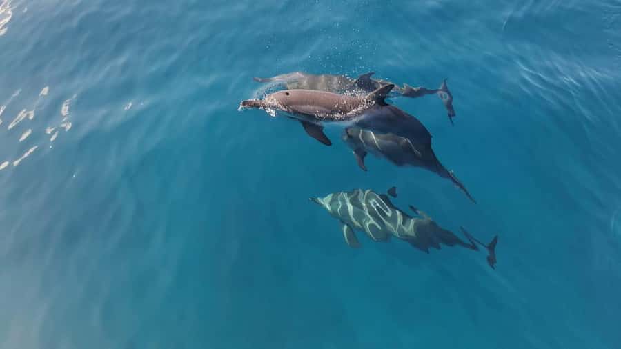 Private Île aux Bénitiers Boat: Dolphin Snorkeling & Lobster - Key points to know before booking