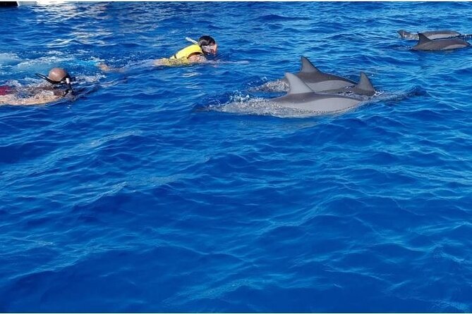 Private Speed Boat Tour and Dolphin Encounter at Ile aux Benitier - Who will enjoy this day most