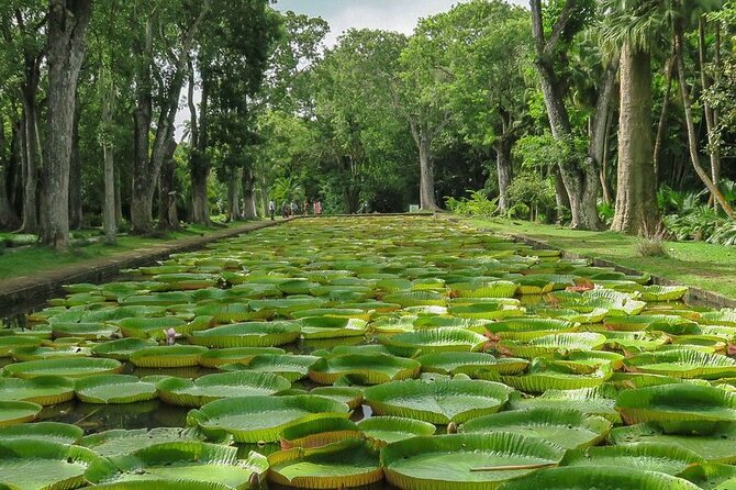 Private Tour in Northern Mauritius - A full northern Mauritius day for a small group