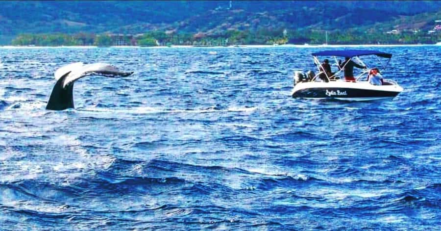 Private :Whales and dolphins watching/Swimming with dolphins - Key points at a glance