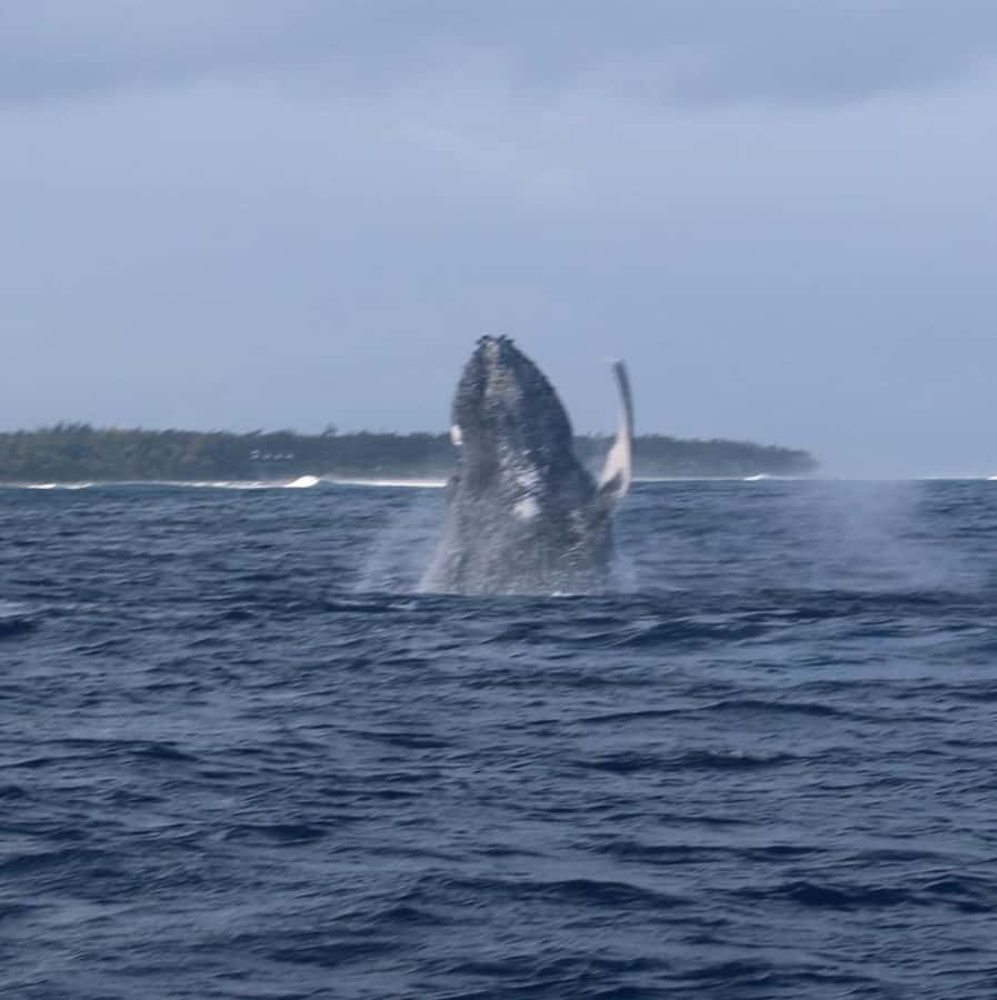 Private :Whales and dolphins watching/Swimming with dolphins - Swimming with wild dolphins, with help in the water