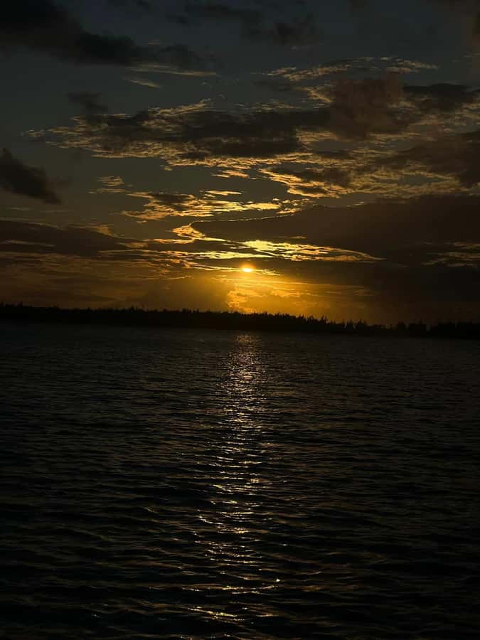 Private :Whales and dolphins watching/Swimming with dolphins - Who will enjoy this Mauritius outing
