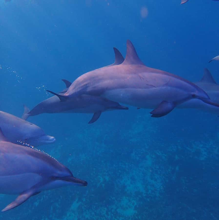 Private :Whales and dolphins watching/Swimming with dolphins - What the half-day dolphin trip involves