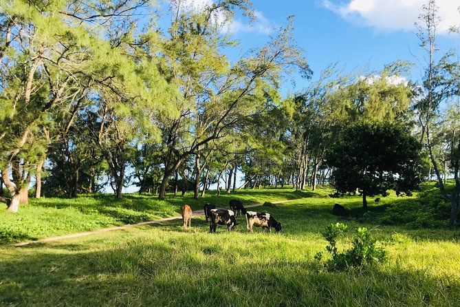 Quad Excursion South Mauritius 35km - Pont Naturel and the force of the Indian Ocean