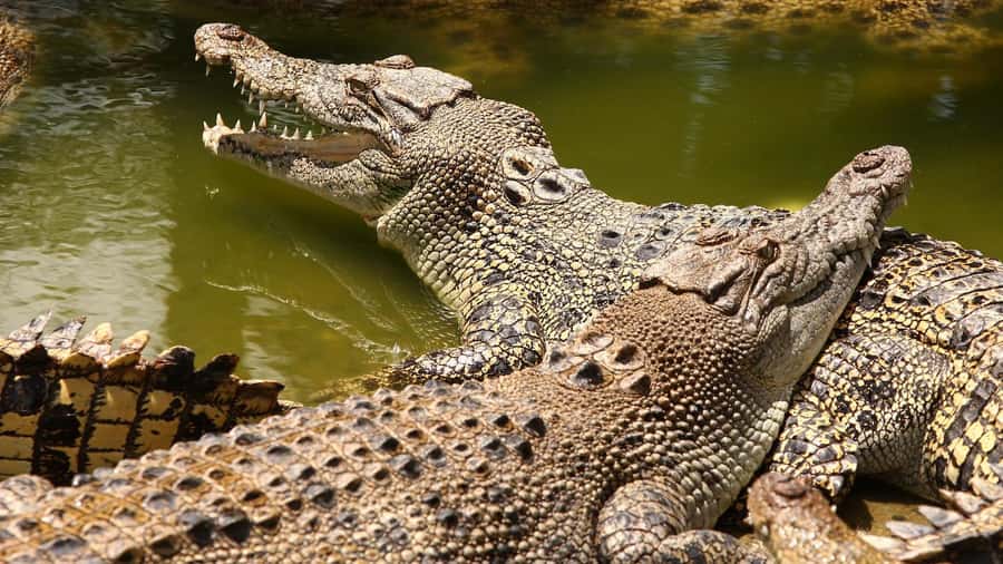Riambel: South Tour w/ Crocodile Park & Seven Colored Earth - Key points to know before booking