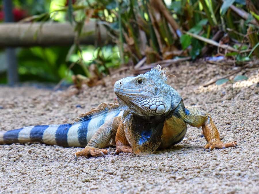 Riambel: South Tour w/ Crocodile Park & Seven Colored Earth - Alexandra Falls and the Black River highlands