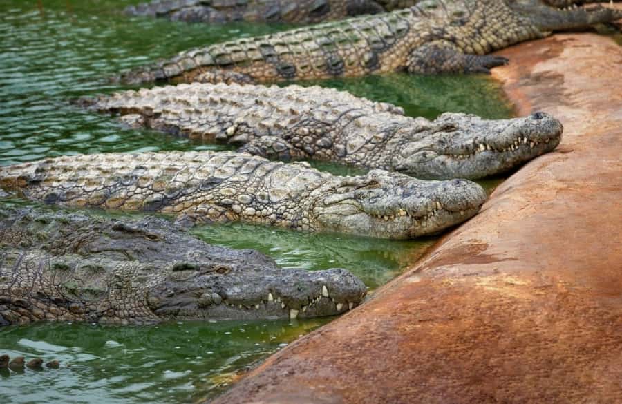 Riambel: South Tour w/ Crocodile Park & Seven Colored Earth - A Mauritian lunch in the middle of the day