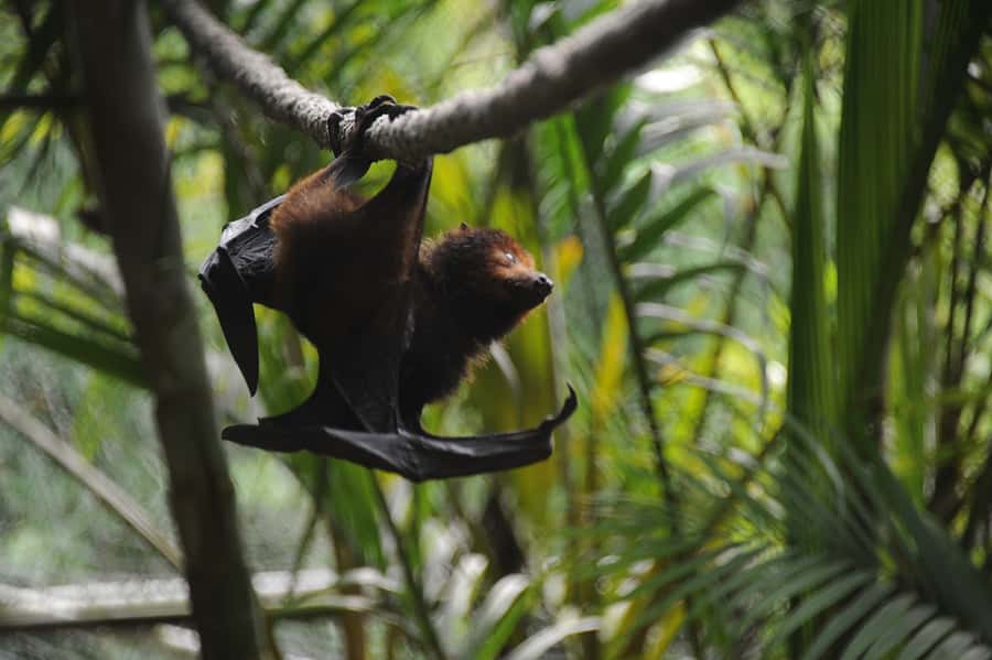 Riambel: South Tour w/ Crocodile Park & Seven Colored Earth - Trou aux Cerfs and the southern cliffs