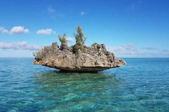 Shared 10 Pax Boat Tour: Dolphin Watching, Snorkelling and BBQ - Key points to know before booking